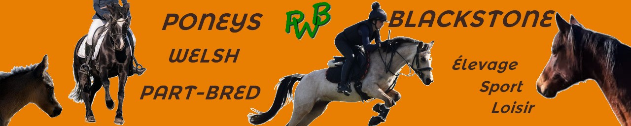Poneys Blackstone, Welsh & Part-Bred